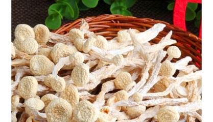 菌类产品 自然的健康宝藏与多样化选择